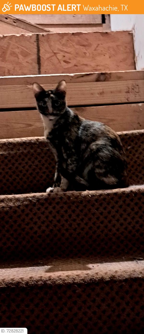 Found/Stray Female Cat last seen Near cantrell st., Waxahachie, TX 75165