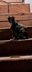 Found/Stray Female Cat last seen Near cantrell st., Waxahachie, TX 75165