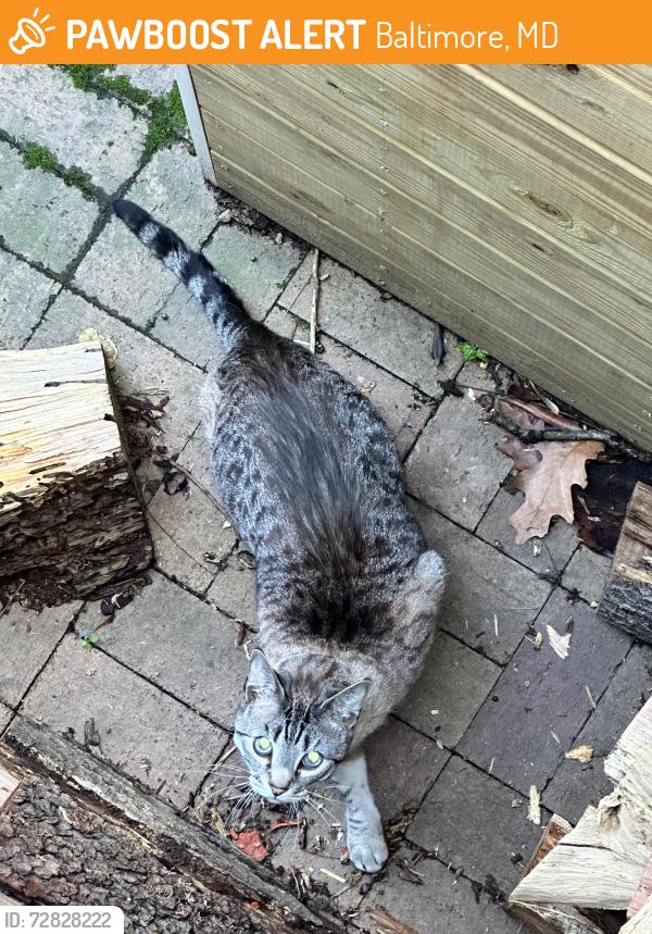 Found/Stray Unknown Cat last seen Near East Montgomery St, Baltimore, MD 21230