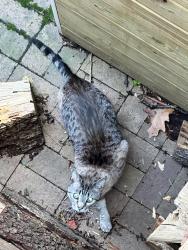 Found/Stray Unknown Cat last seen Near East Montgomery St, Baltimore, MD 21230