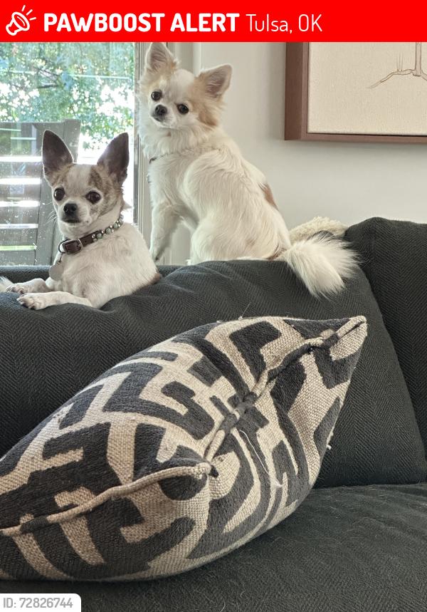 Lost Female Dog last seen 21st &Utica, Tulsa, OK 74114