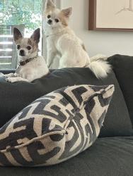 Lost Female Dog last seen 21st &Utica, Tulsa, OK 74114
