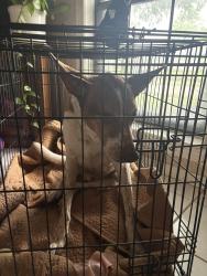 Found/Stray Male Dog last seen Matthew road and lake ridge, Grand Prairie, TX 75052