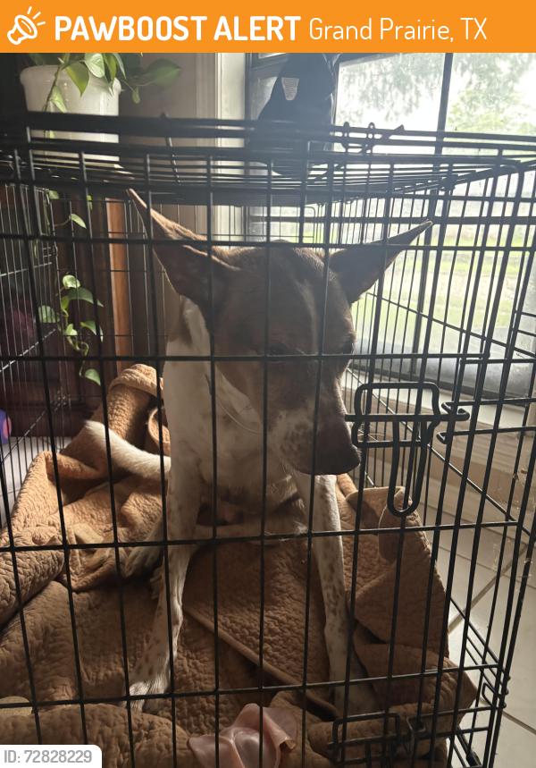 Found/Stray Male Dog last seen Matthew road and lake ridge, Grand Prairie, TX 75052