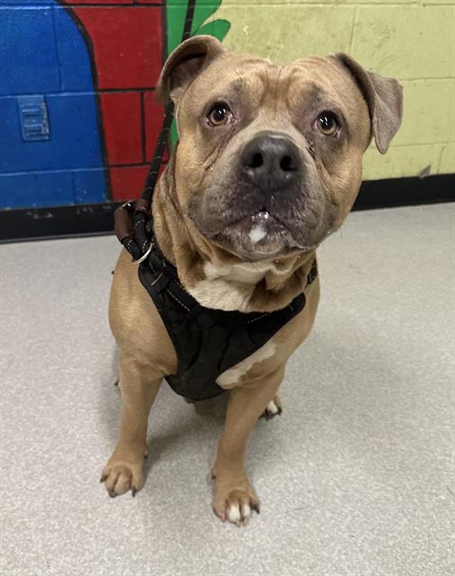 Shelter Stray Male Dog last seen Near , Indianapolis, IN 46221