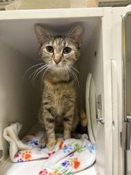 Shelter Stray Female Cat last seen Near , Indianapolis, IN 46221