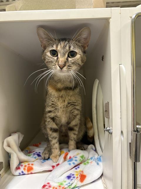 Shelter Stray Female Cat last seen Near , Indianapolis, IN 46221