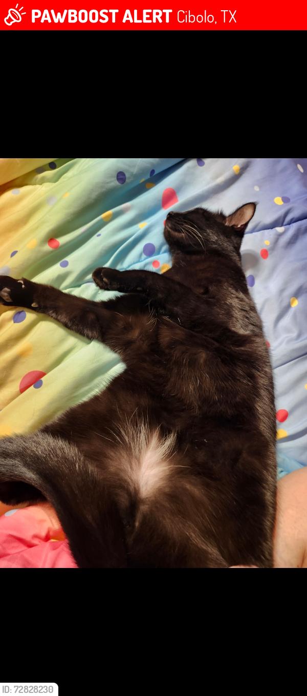 Lost Male Cat last seen Crescent Bend Nature Park, Cibolo, TX 78108