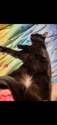 Lost Male Cat last seen Crescent Bend Nature Park, Cibolo, TX 78108