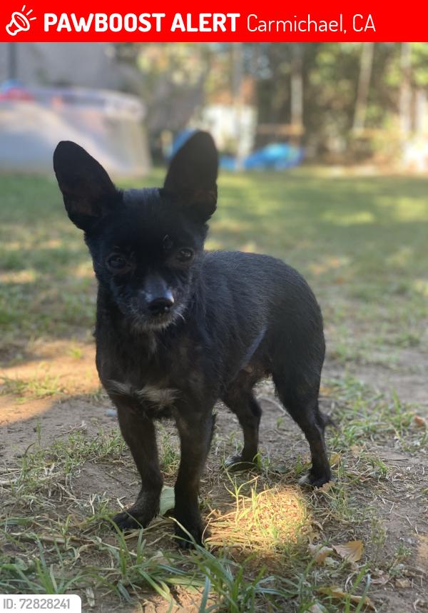 Lost Female Dog last seen Fairoaks Boulevard between Marshall and California Street, Carmichael, CA 95608