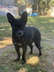 Lost Female Dog last seen Fairoaks Boulevard between Marshall and California Street, Carmichael, CA 95608