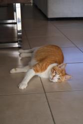 Lost Male Cat last seen Bonterra, Hialeah, FL 33018