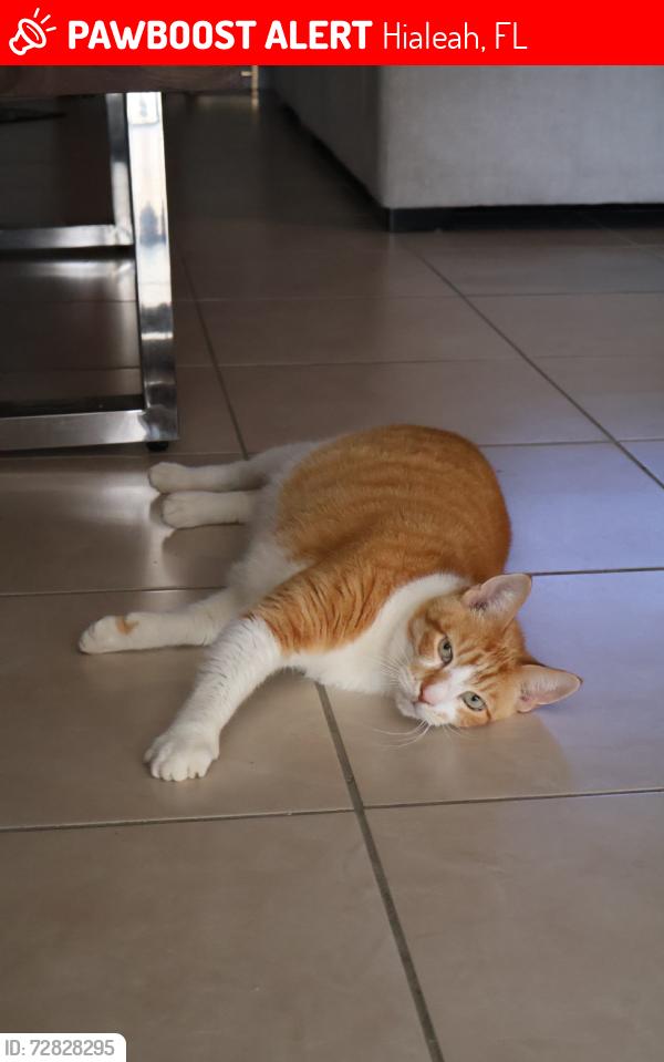 Lost Male Cat last seen Bonterra, Hialeah, FL 33018