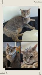 Lost Female Cat last seen City Brew on Dell Range, Cheyenne, WY 82001
