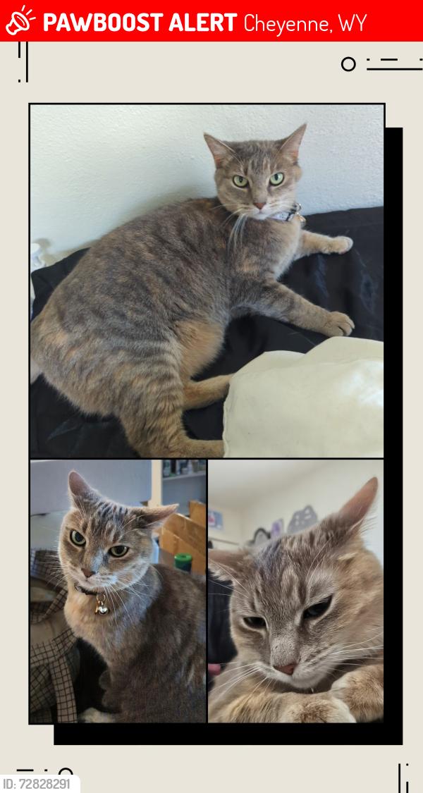 Lost Female Cat last seen City Brew on Dell Range, Cheyenne, WY 82001