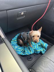 Found/Stray Male Dog last seen 84th and 224th, Kent, WA 98032