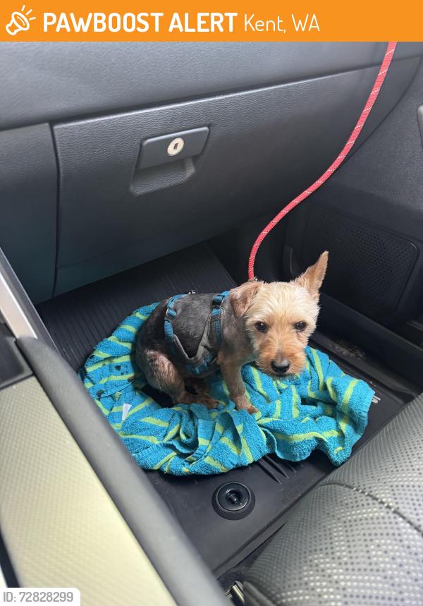 Found/Stray Male Dog last seen 84th and 224th, Kent, WA 98032