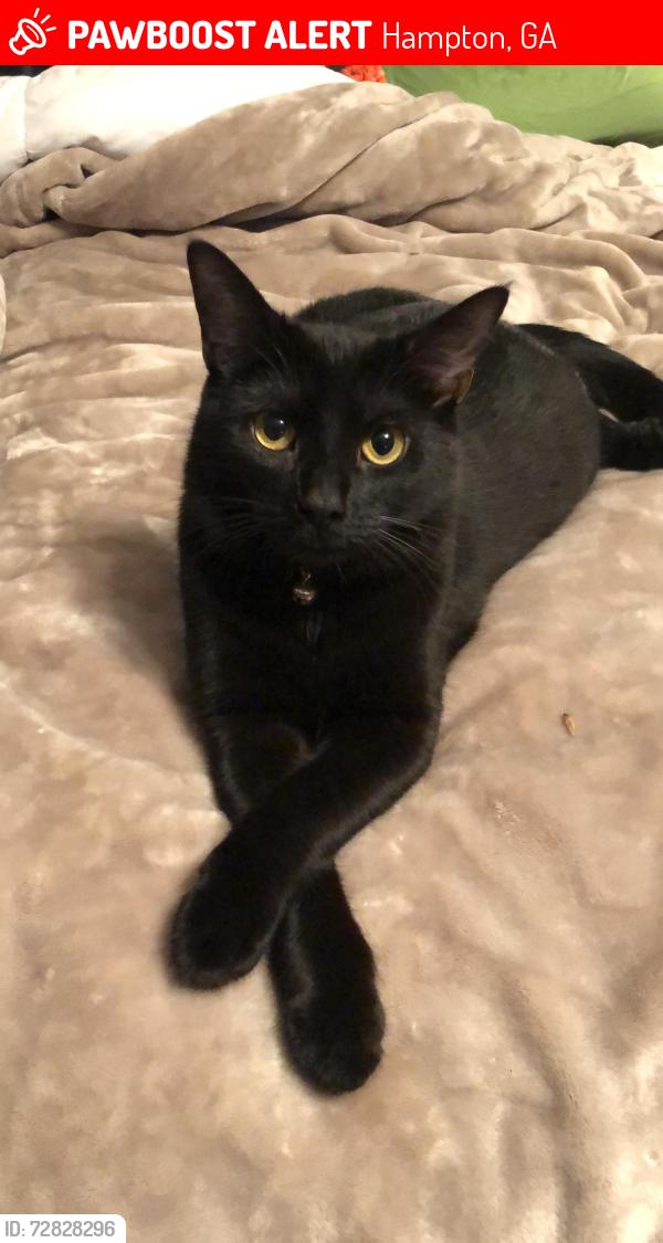 Lost Female Cat last seen McDonough Road / English road , Hampton, GA 30228