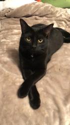 Lost Female Cat last seen McDonough Road / English road , Hampton, GA 30228