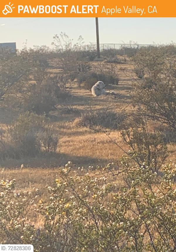 Found/Stray Unknown Dog last seen Tujunga Rd & Wren St, Apple Valley, CA 92308