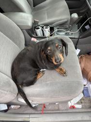 Found/Stray Female Dog last seen San Felipe Dr, College Station, TX 77845