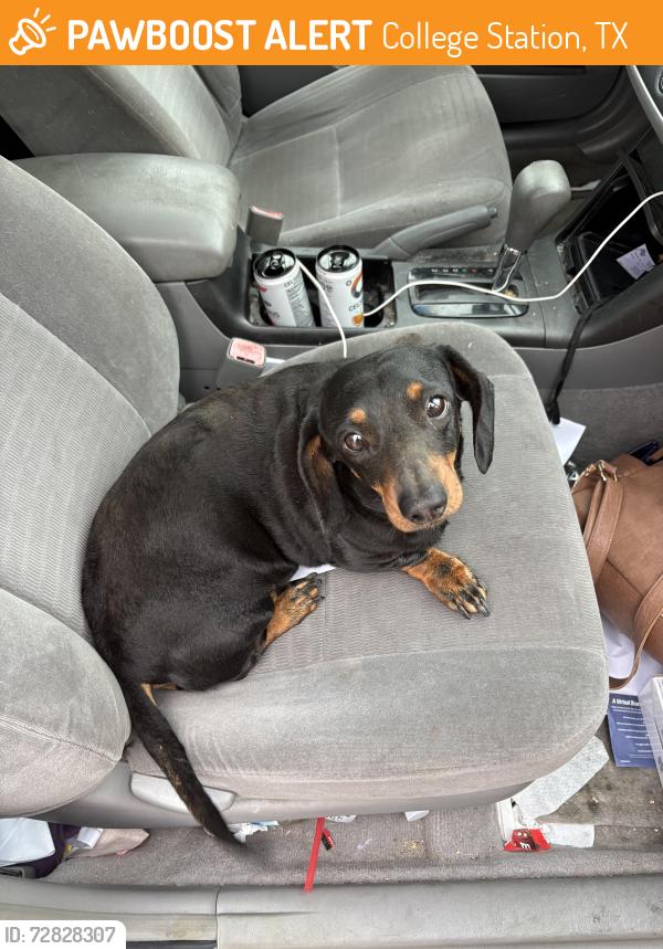 Found/Stray Female Dog last seen San Felipe Dr, College Station, TX 77845