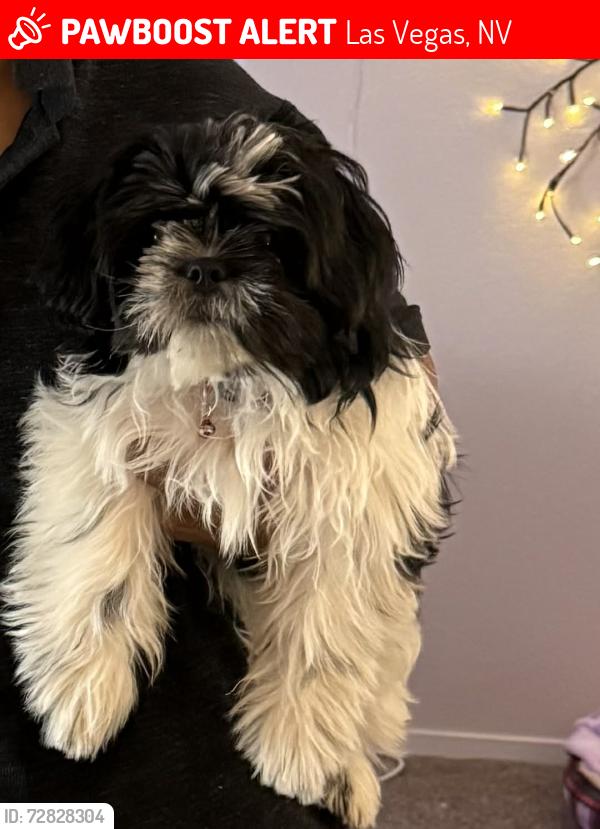 Lost Male Dog last seen Singing hill drive , Las Vegas, NV 89130