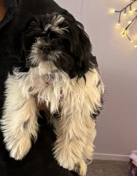 Lost Male Dog last seen Singing hill drive , Las Vegas, NV 89130
