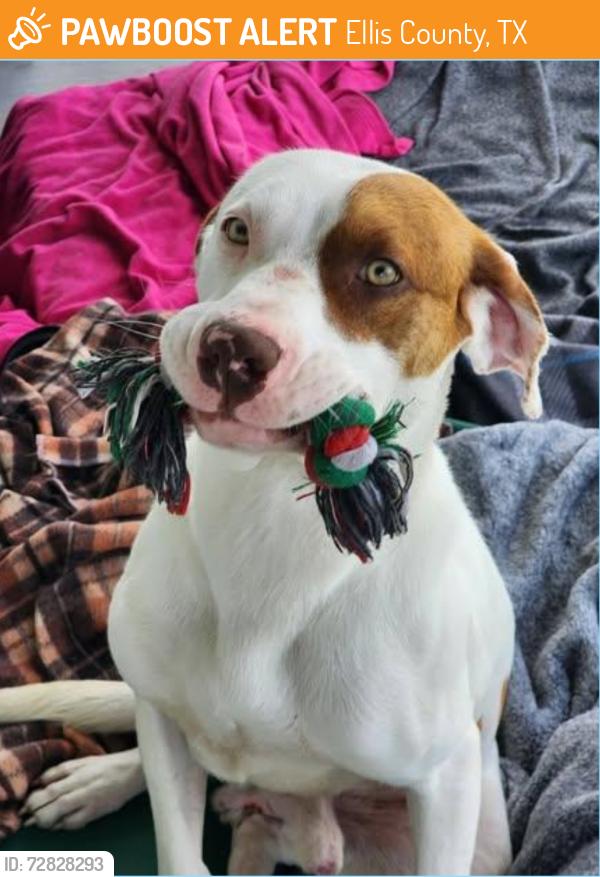 Found/Stray Male Dog last seen Blair Rd & 77, Ellis County, TX 75165