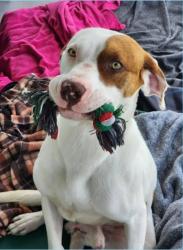 Found/Stray Male Dog last seen Blair Rd & 77, Ellis County, TX 75165