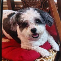 Lost Female Dog last seen Basswood Blvd & Blue Mound Rd, Saginaw, TX 76131