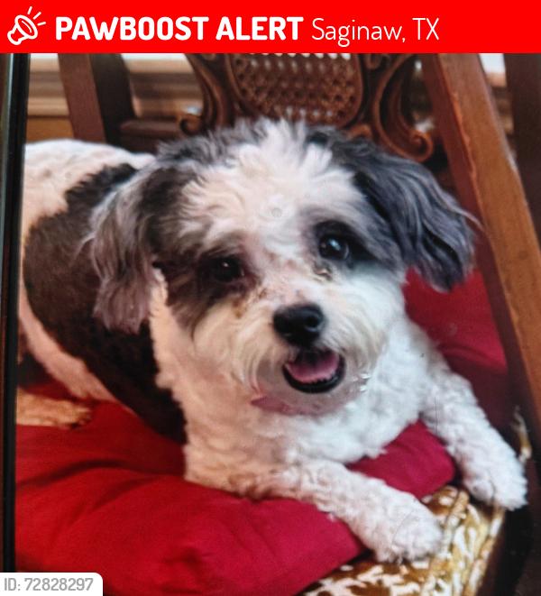Lost Female Dog last seen Basswood Blvd & Blue Mound Rd, Saginaw, TX 76131