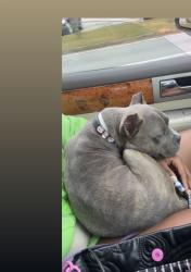 Lost Female Dog last seen Montreal rd, Clarkston, GA 30021