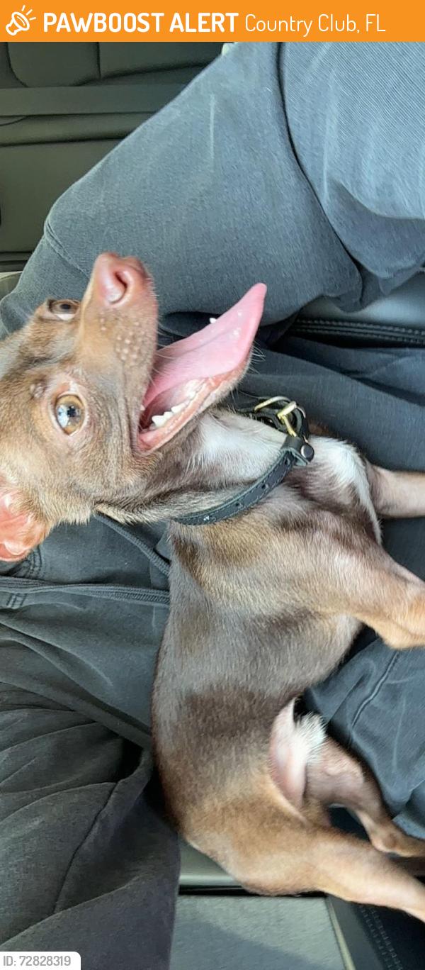 Found/Stray Male Dog last seen 182nd lane and 59th avenue behind Walmart and chick fil a on 57th avenue, Country Club, FL 33015