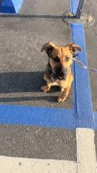 Found/Stray Female Dog last seen 19th Street and Campus , Upland, CA 91785