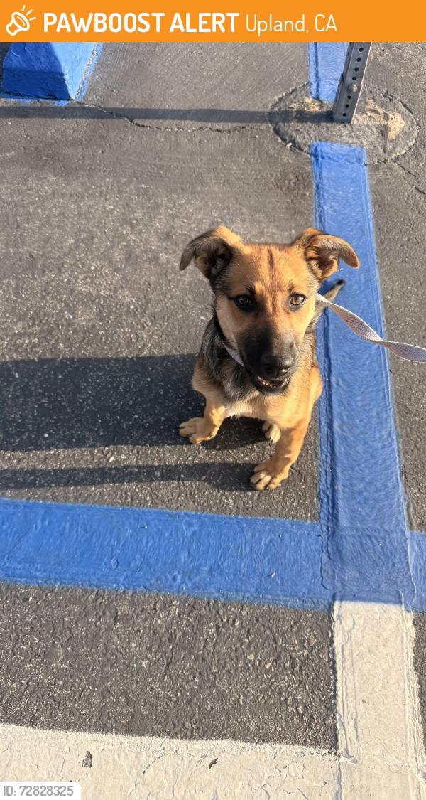 Found/Stray Female Dog last seen 19th Street and Campus , Upland, CA 91785