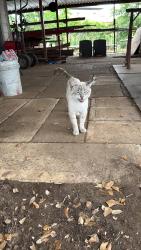 Found/Stray Unknown Cat last seen Franz and Peterson road  Katy, Texas, Katy, TX 77494