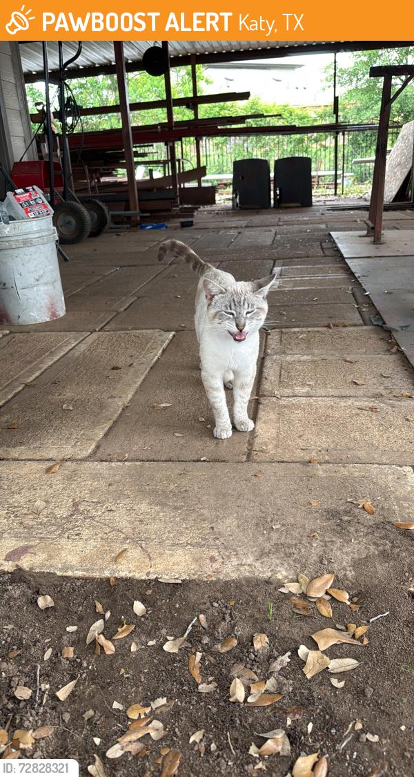 Found/Stray Unknown Cat last seen Franz and Peterson road  Katy, Texas, Katy, TX 77494