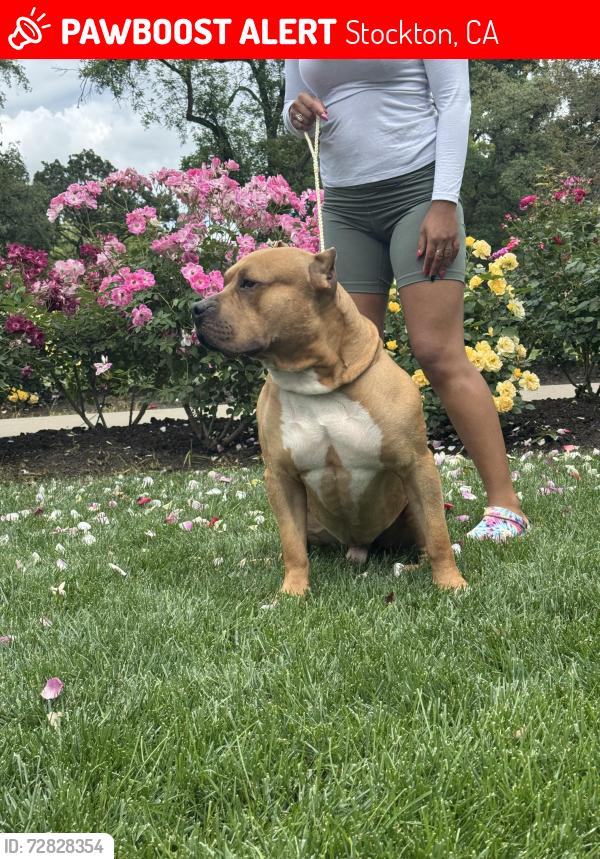 Lost Male Dog last seen Yosemite and Park, Stockton, CA 95203