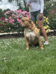 Lost Male Dog last seen Yosemite and Park, Stockton, CA 95203