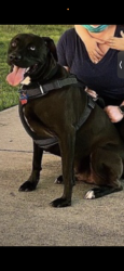 Lost Male Dog last seen Alief Synott and Westpark , Houston, TX 77072