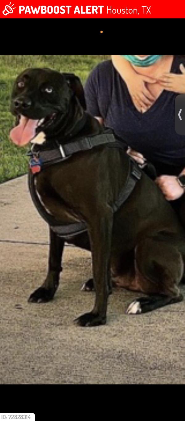 Lost Male Dog last seen Alief Synott and Westpark , Houston, TX 77072