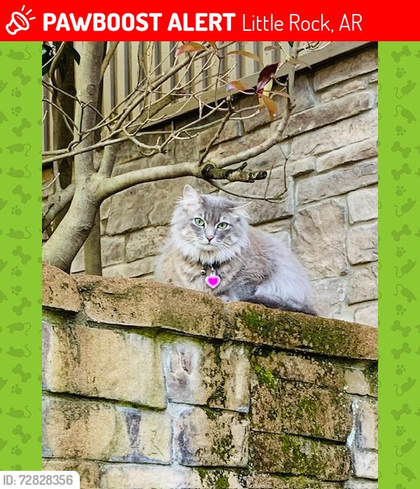 Lost Female Cat last seen River Ridge, Little Rock, AR 72227