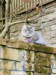 Lost Female Cat last seen River Ridge, Little Rock, AR 72227