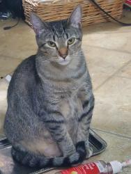 Lost Female Cat last seen AMC movie theater, Southland mall, Houma, LA 70364