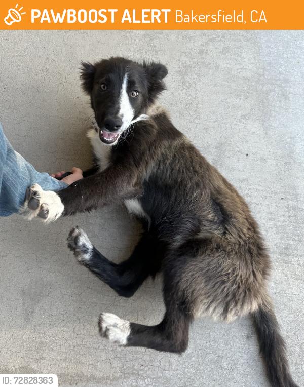 Found/Stray Unknown Dog last seen Van Horn Elementary , Bakersfield, CA 93309