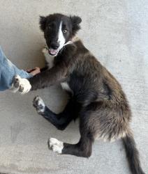 Found/Stray Unknown Dog last seen Van Horn Elementary , Bakersfield, CA 93309