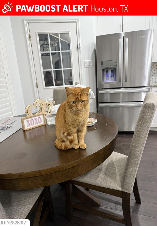 Lost Male Cat last seen Westwick Neighborhood off I10 and Kirkwood, Houston, TX 77043