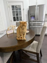 Lost Male Cat last seen Westwick Neighborhood off I10 and Kirkwood, Houston, TX 77043