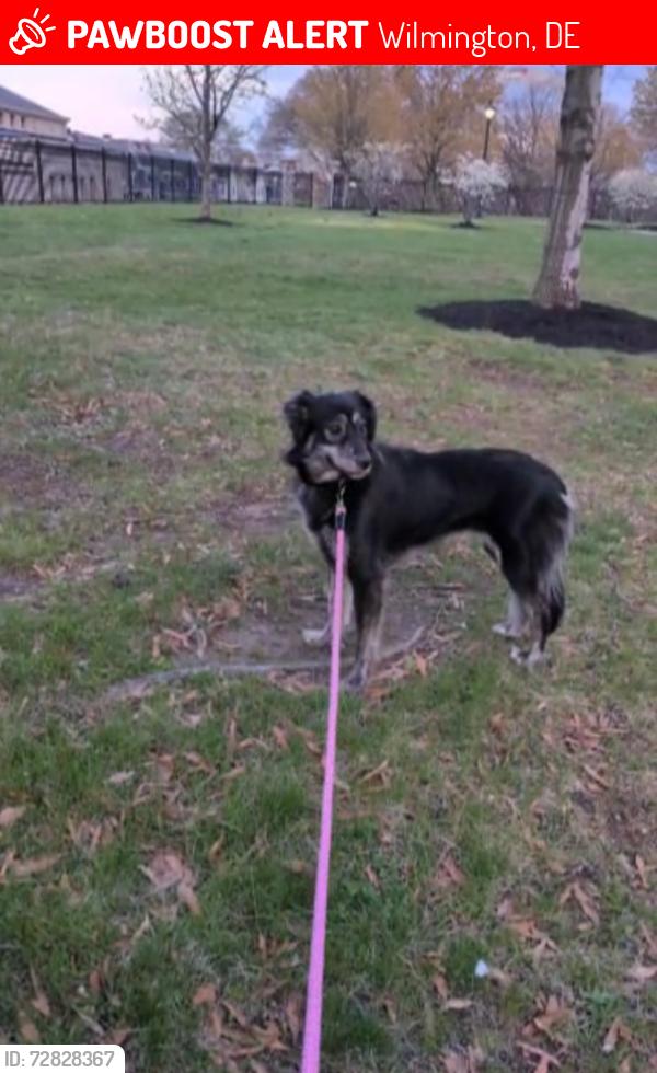 Lost Female Dog last seen Delaware ave & Franklin st , Wilmington, DE 19806